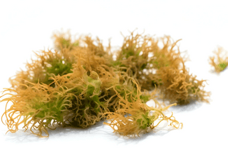 Here’s Important Things You Should Know Before Trying Sea Moss