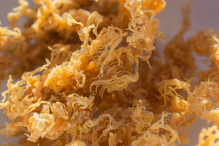 Essential Vitamins & Minerals in Sea Moss: A Nutrient-Rich Superfood