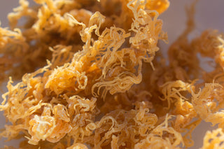 All the Essential Vitamins & Minerals in Sea Moss