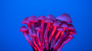 The Difference Between Functional & Psychedelic Mushrooms